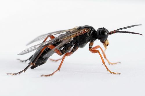 Tenthredo sp.
